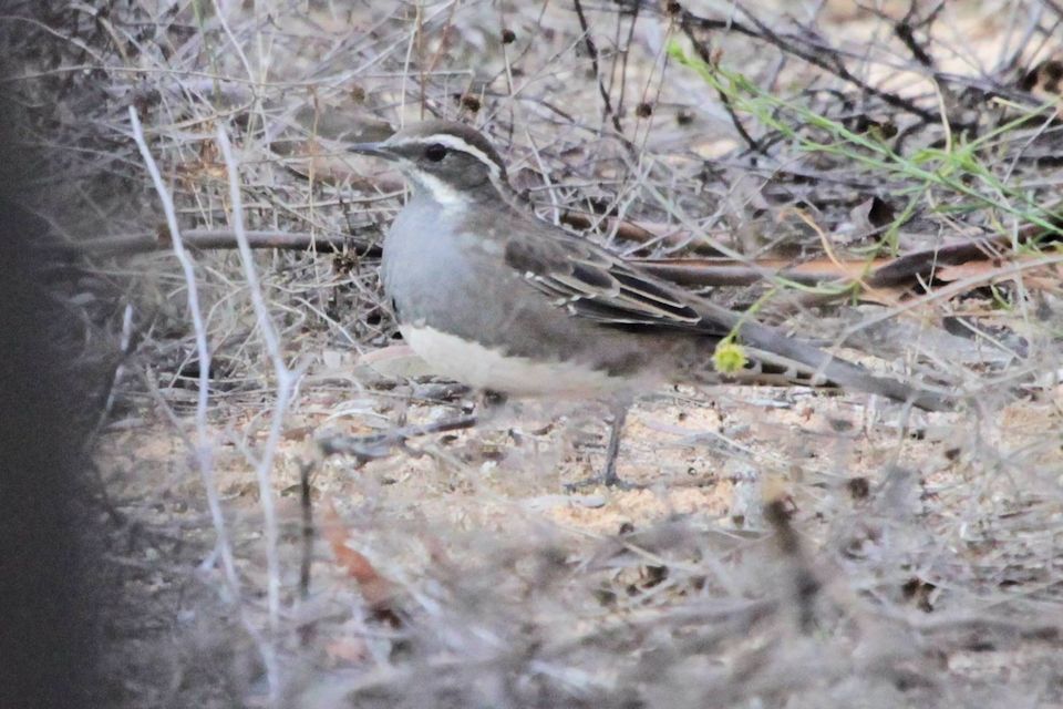 Chestnut Quail-thrush (Cinclosoma castanotum)